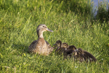 母鸭叫小鸭图片