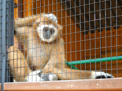 在动物园里的长臂猿