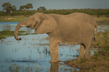 大象在黄金时段饮一江水