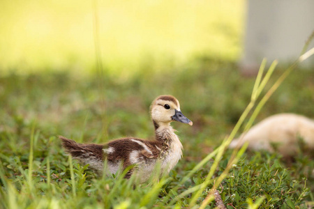 鸭妈妈护着小鸭宝宝图片