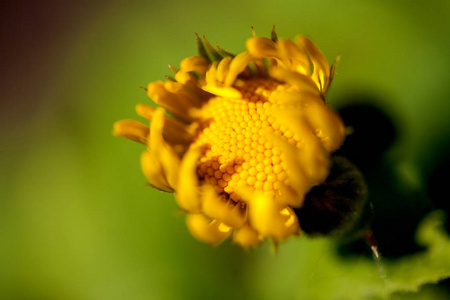 黄色花的装饰的向日葵 Helinthus