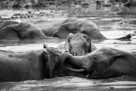 大象在南非阿多大象公园