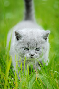 可爱的小猫，在绿色的草地