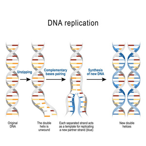 Dna 复制。步骤。双螺旋被解除。每个分隔的链都充当复制新链的模板。科学医学和教育用途的向量图