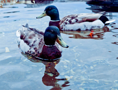 照片描绘了美丽的野鸭漂浮在水上河上。令人惊叹的五颜六色的水禽鸟在池塘, 野鸭关闭