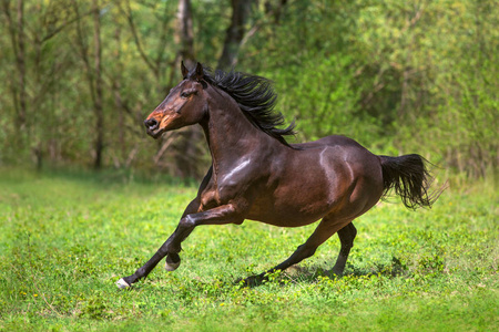 海湾种马奔跑驰骋在绿草甸照片
