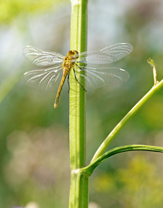 蜻蜓坐在植物的茎上。这只昆虫住在水体附近。