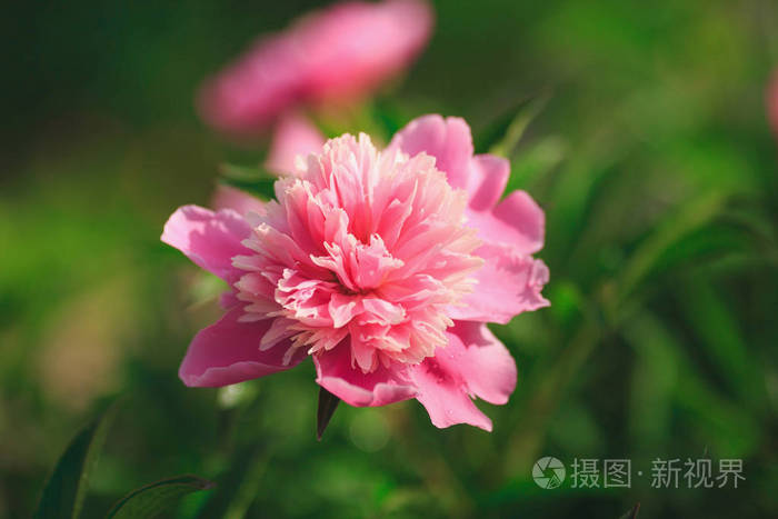 粉色牡丹花盛开