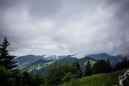 在阴雨夜之前的森林里。夏季有松树林和山的景观。Zakarpattya, 乌克兰