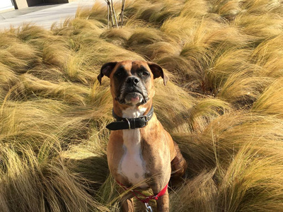 斑点拳击狗在金草地里玩耍