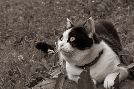 一个美丽的成年年轻的黑白相间的猫, 大眼睛躺在草地上的花园夏天在棕褐色