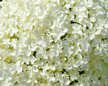 花园里的白花