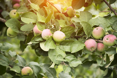 成熟的苹果在树枝上秋收图片