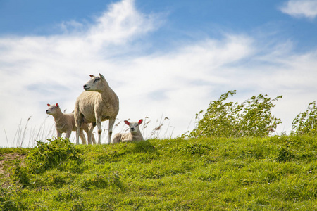 农村绵羊绵羊牧场农村风光荷兰徒步旅行景观照片