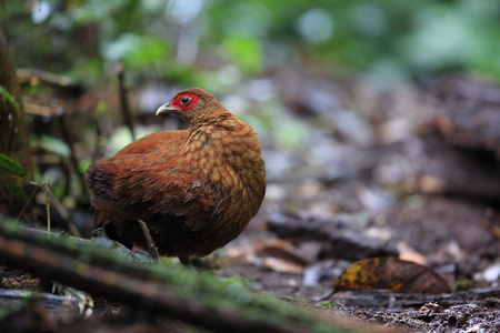 萨尔瓦多的野鸡 白鹇藻 女性在 Mt.Kerinci,Sumatra,Indonesia