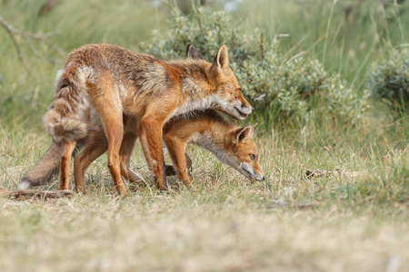 红狐幼崽与母亲在大自然中玩耍
