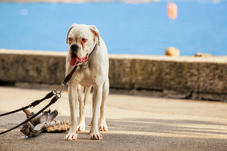 德国獒犬在日内瓦湖在韦沃