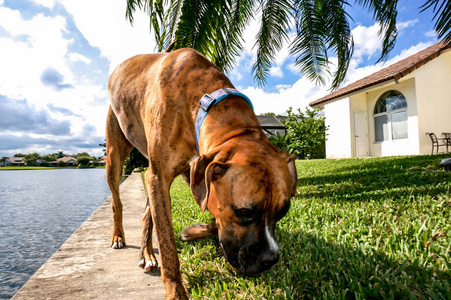 狗嗅地面女孩在公园里闻花香 金银花闻花香阿拉伯女人的侧面图一张