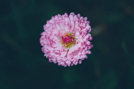粉红色的花朵绽放在春天为背景或副本的空间