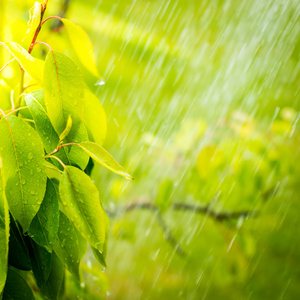 瓢泼大雨雨图片