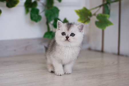 苏格兰小猫摆夏季照片