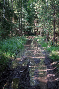 森林里泥土路上的阴影和水池图片