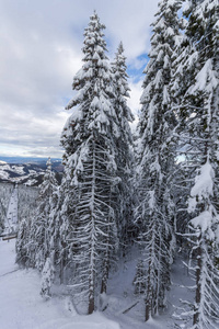 保加利亚斯莫梁地区 pamporovo 度假村附近的 Rhodope 山上覆盖着积雪的松树冬季景观