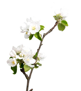 春花盛开樱花白色背景上