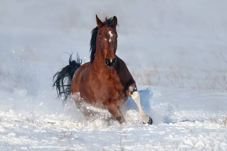 美丽的马奔跑驰骋在雪地里