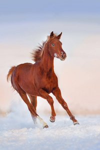 红马自由奔跑在雪场图片