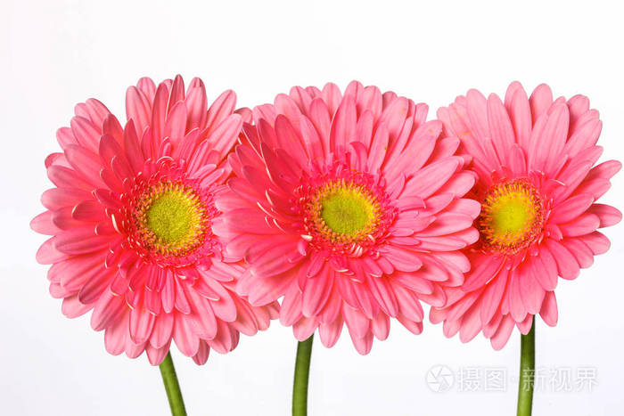 美丽的粉色非洲菊鲜花上白色隔离