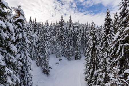 保加利亚斯莫梁地区 pamporovo 度假村附近的 Rhodope 山上覆盖着积雪的松树冬季景观