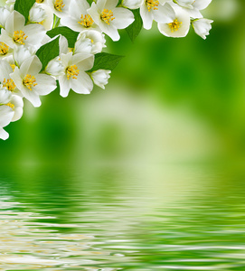 矢量白色茉莉花分支微妙的春天的花朵春天的自然背景,盛开的茉莉花