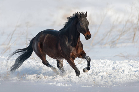 美丽的马奔跑驰骋在雪地里