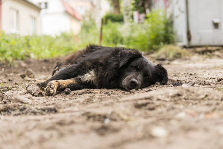 无家可归的黑狗躺在绿色的草地上, 看着相机