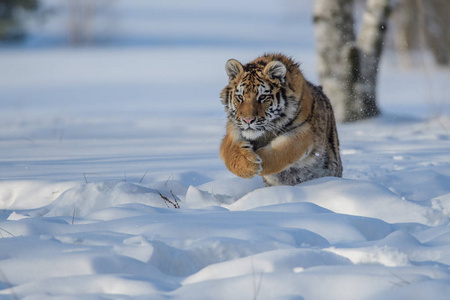 在雪上的西伯利亚虎 虎