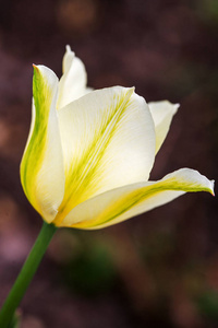 精致白色与黄色的郁金香，在绿色的花园背景下