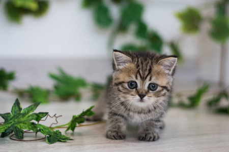 苏格兰小猫摆夏季照片