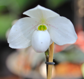 颜色兰花花