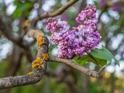 植物园里春天自然的伟大。大家都可以欣赏丁香花很长一段时间, 其优美的芽, 各种色调的丁香色和树枝上, 它都生长。在古代植物园里拍