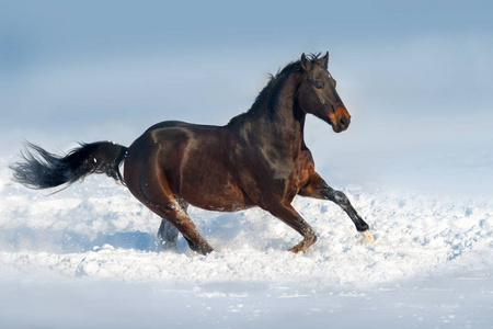 美丽的马奔跑驰骋在雪地里