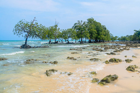 安达曼和尼古巴群岛。印度。北通道岛。美丽的海景色与蓝绿色的水和蓝天和异国情调的落叶植物