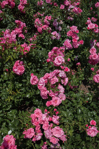 盛开的美丽多彩的玫瑰作为花卉背景