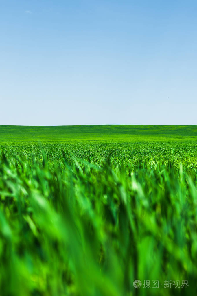 一个绿色的草地或麦田的景观和蓝色的天空与图案从云的图像.