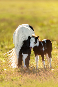 美丽的小马与美丽的科尔特长鬃毛