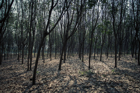 橡胶树, 橡胶种植园 Roiet 泰国