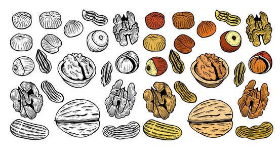 高度详细的手绘坚果的大集合。孤立的矢量图