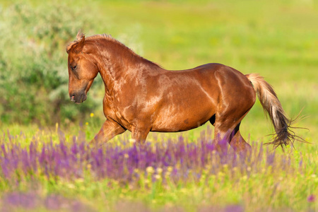 长鬃毛的红马奔跑驰骋在花丛中照片