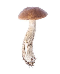 一个蘑菇 Leccinum, 被隔绝在白色背景上