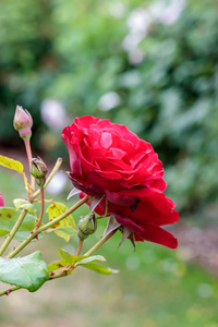 布什的经典红玫瑰